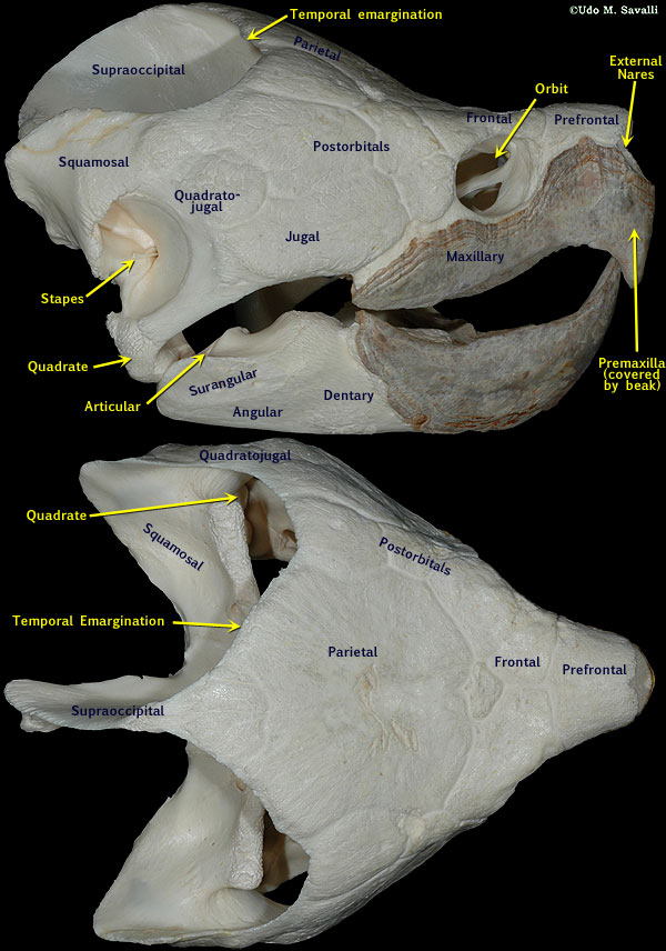 Turtle skull labeled