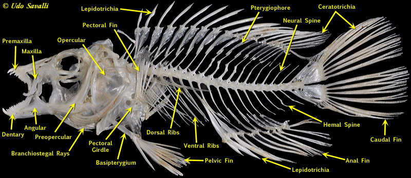 BIO370-Bony Fish Skeleton