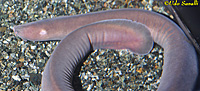 Hagfish