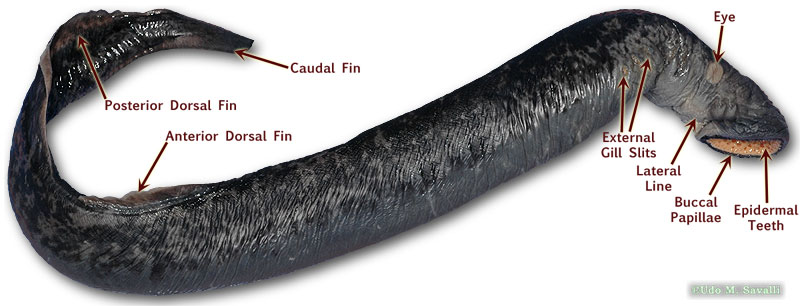 Lamprey Anatomy Diagram