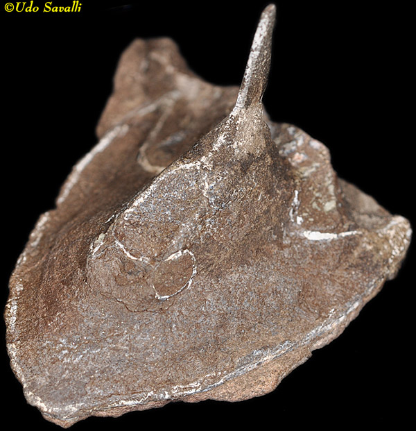 Pattenaspis Fossil