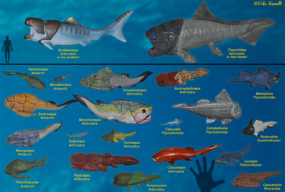 Placoderm Diversity