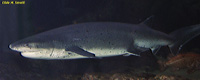 Seven Gill Shark