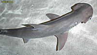 Bonnethead Shark