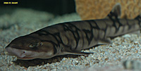 Chain Catshark