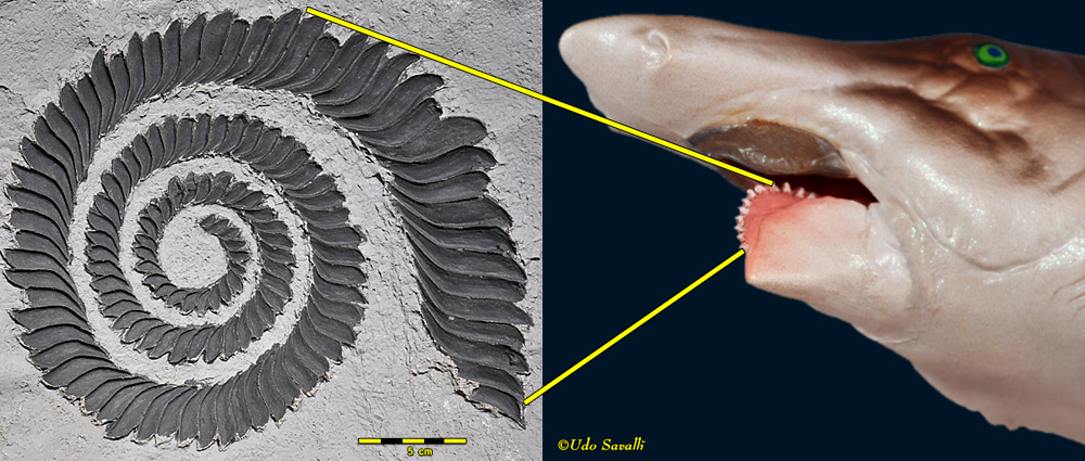 Whorl Tooth Shark Model