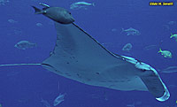 Manta Ray