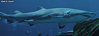 Sand Tiger Shark