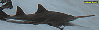 Sawfish