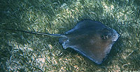 Southern Stingray