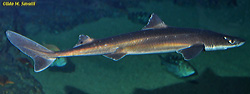 Spiny Dogfish