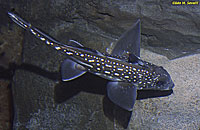 Spotted Ratfish