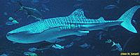 Whale Shark