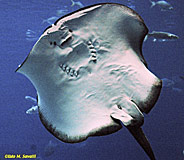 Whipray