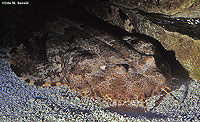 Wobbegong Shark