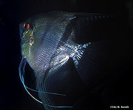 Angelfish