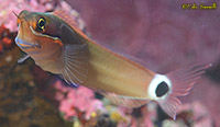 Tailspot Blenny