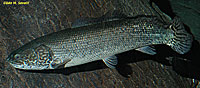 Bowfin Specimen