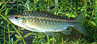 Characin