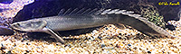 Congicus Bichir