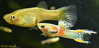Endler's Livebearer