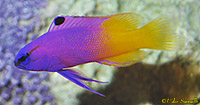 Fairy Basslet