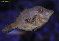 Filefish