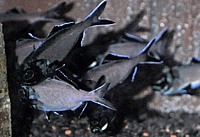 Flashlight Fish