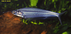 Glass Catfish