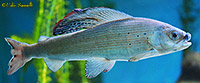 Arctic Grayling