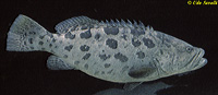 Potato Grouper