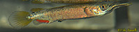 Celebes Halfbeak