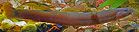 Java Loach