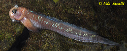 Leaping Blenny