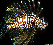 Lionfish