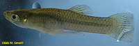 Mosquitofish