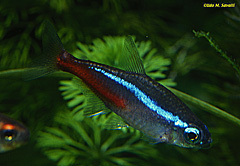 Neon Tetra