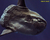 Ocean Sunfish