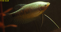 Opaline Gourami