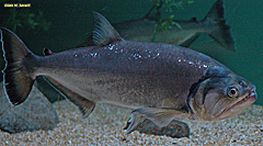 Payara