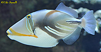 Picasso Triggerfish