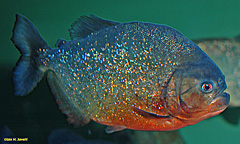 Piranha