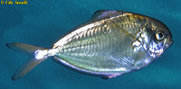 Pompano