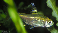 Pristella Tetra