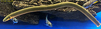 Reedfish