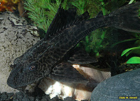 Sailfin Pleco