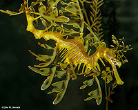 Sea Dragon