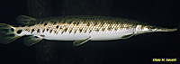 Longnosed Gar