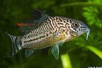 Three-lined Cory