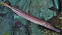 Trumpetfish